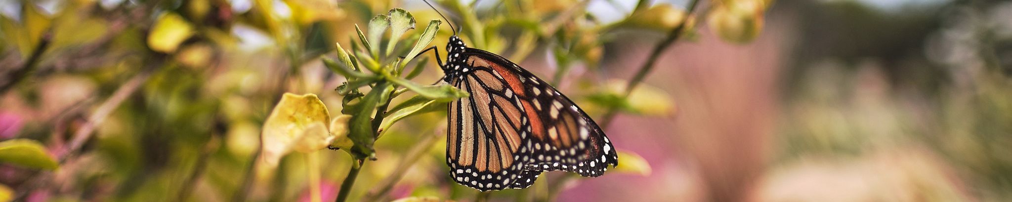 Cover for Shirley Kleiman's Obituary