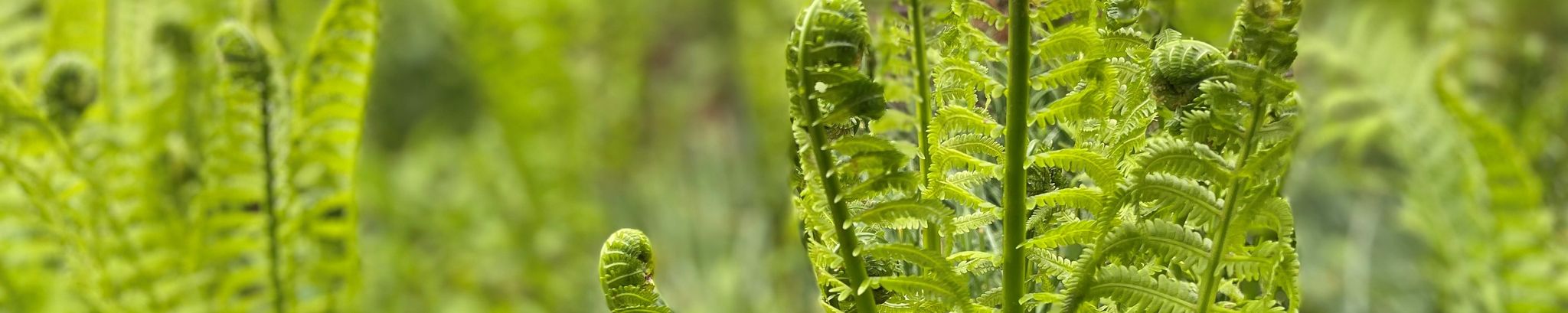 Cover for Karen Johnson's Obituary