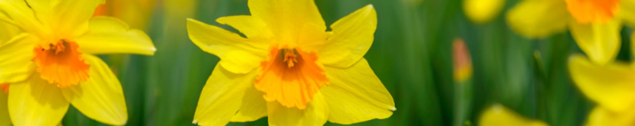 Cover for Anne T. Johnson's Obituary