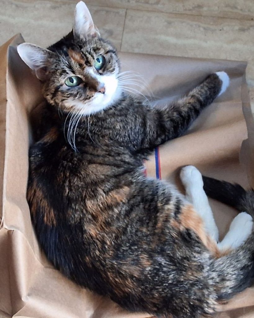 Smudgie Malboeuf Profile Photo