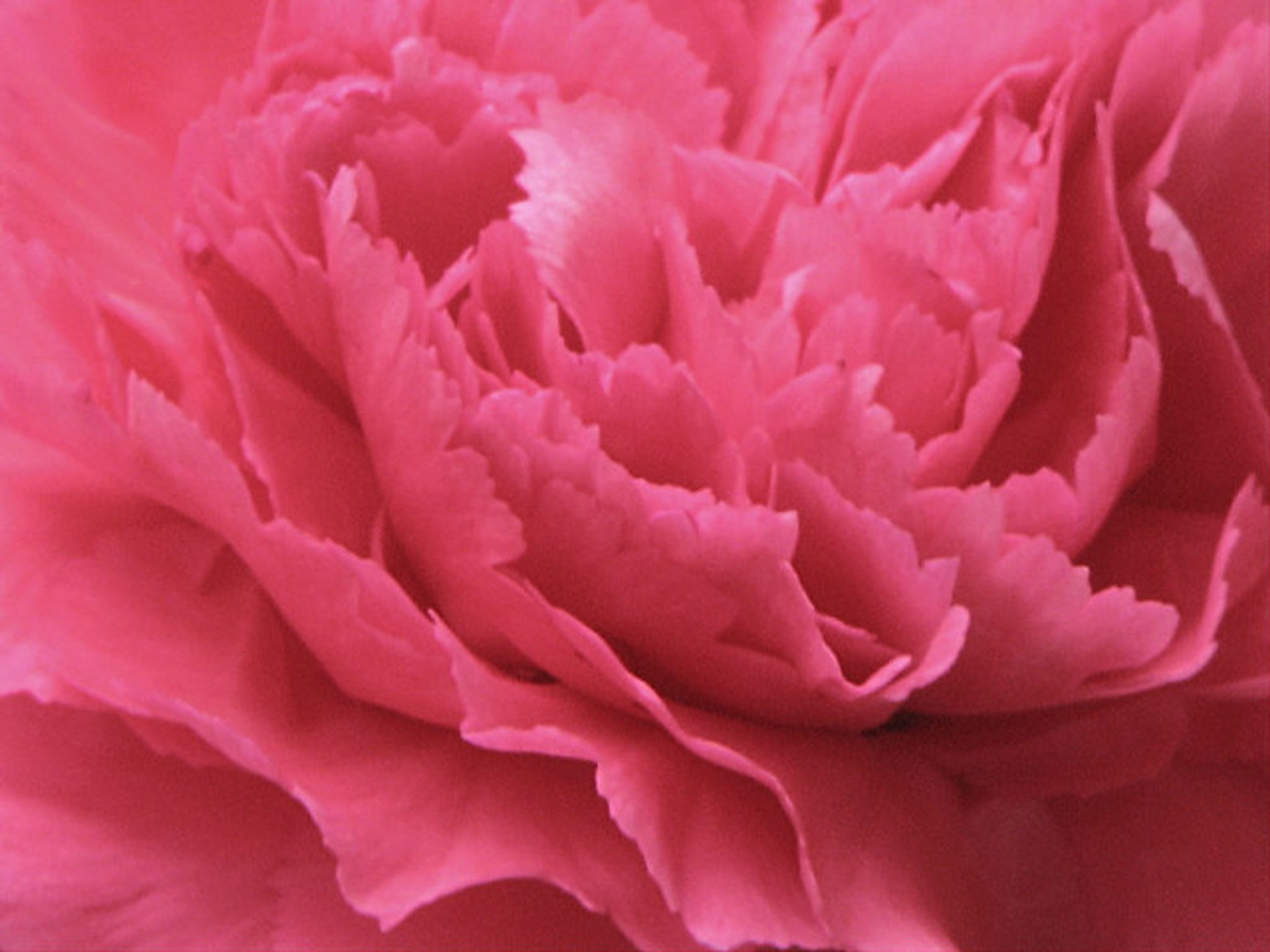 Cover photo for Irene Veronica Berger's Obituary