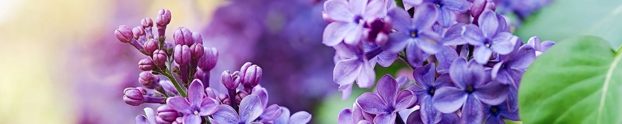 Cover for Karen J. Gardeski's Obituary