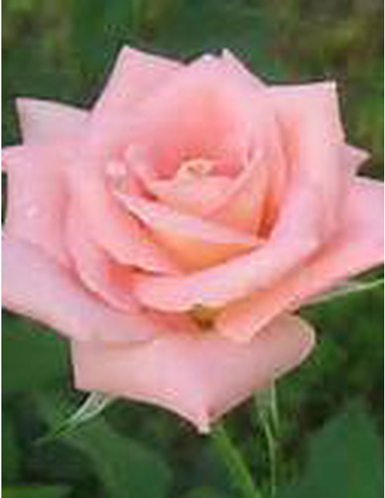 Emyle S. 'Sue' (Craig) Robertson Profile Photo