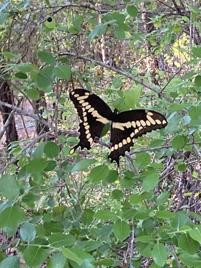 Jesse Maddox Profile Photo