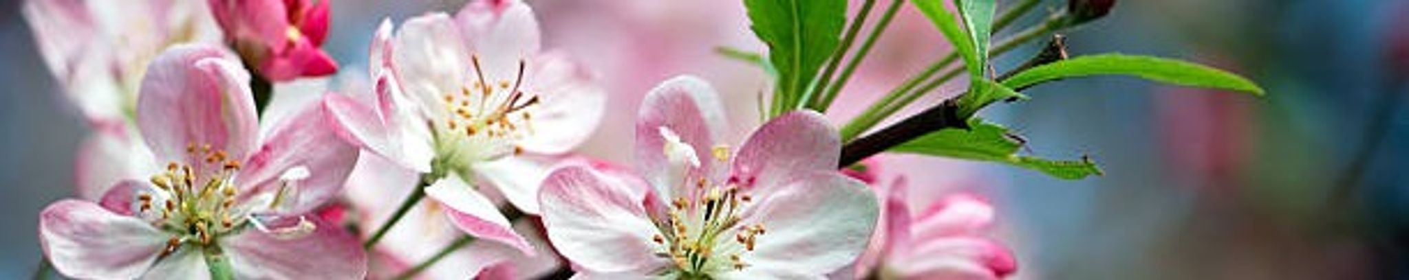 Cover photo for Lorna M. Cook's Obituary