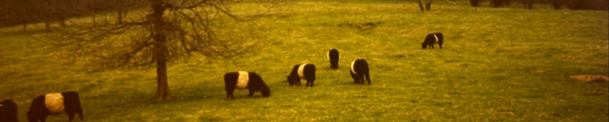 Cover for Robert Galloway, Jr.'s Obituary