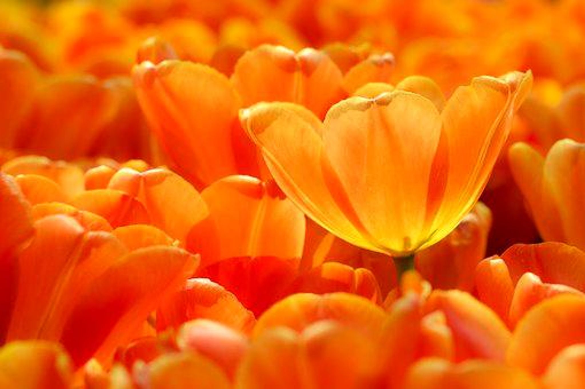 Cover photo for Ruby L. Werling's Obituary