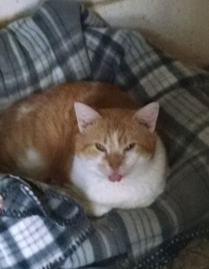 Dexter Bowlby Profile Photo