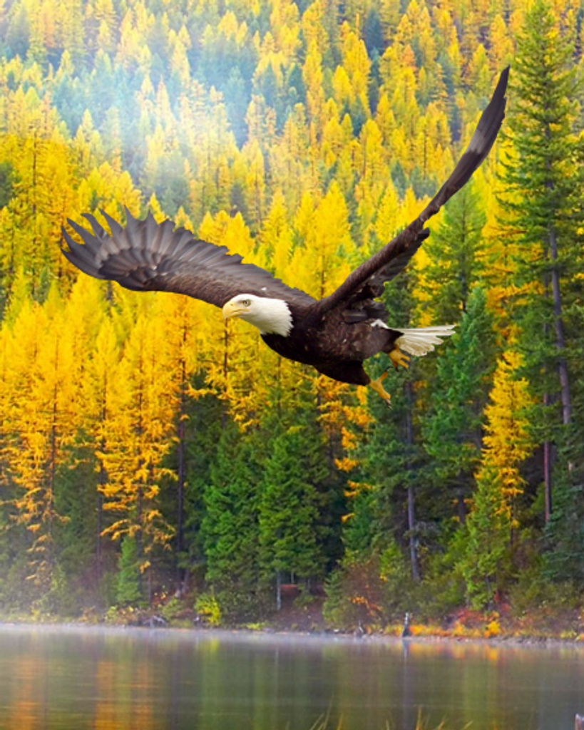 Troy Lee Gibson Sr Profile Photo