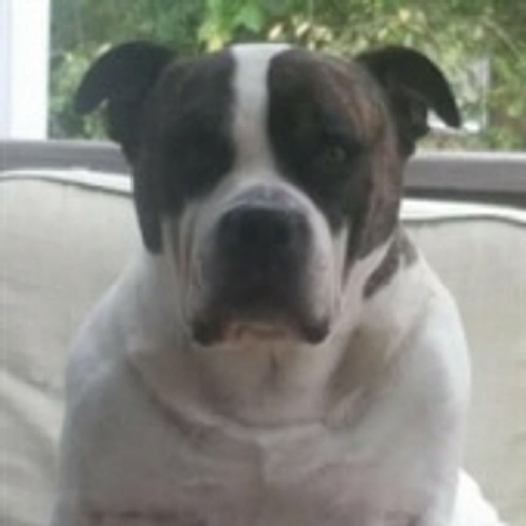 Brutus Bennett
