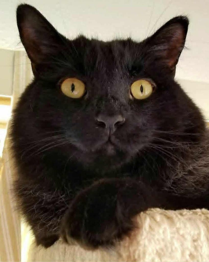 Sultan "Sully" Welch Profile Photo
