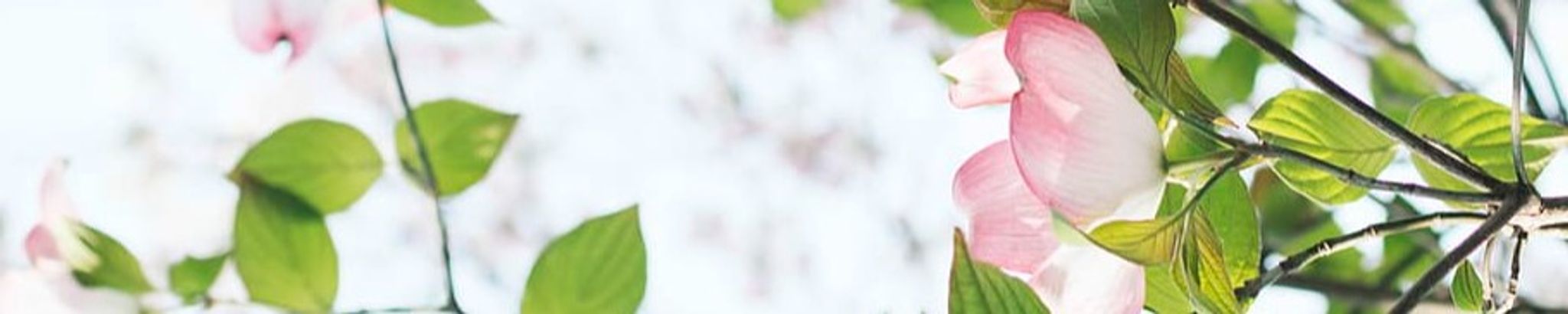 Cover photo for Lottie Barbour's Obituary