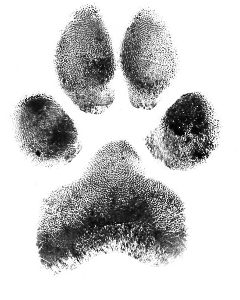 Ajax Elwosky Profile Photo