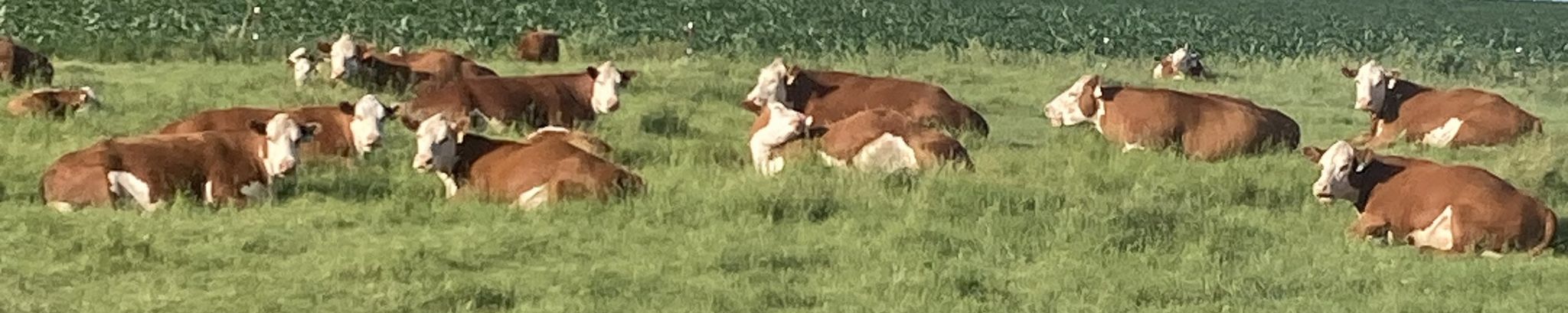 Cover for John E. Schmidt's Obituary