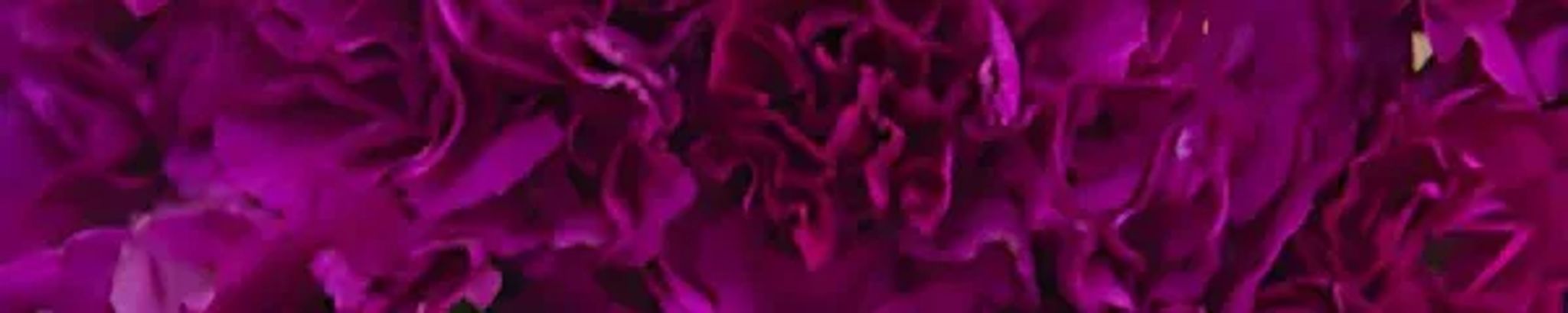 Cover for Sarah Ann Crabtree's Obituary