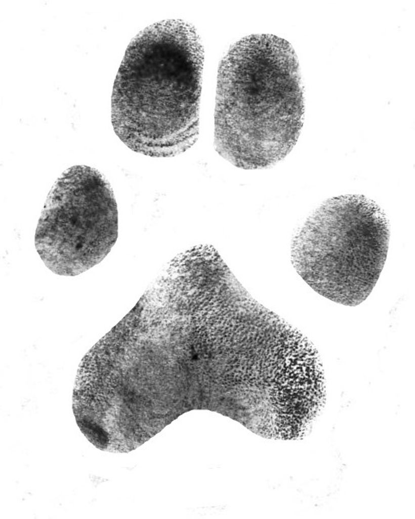 Rory Campbell Profile Photo