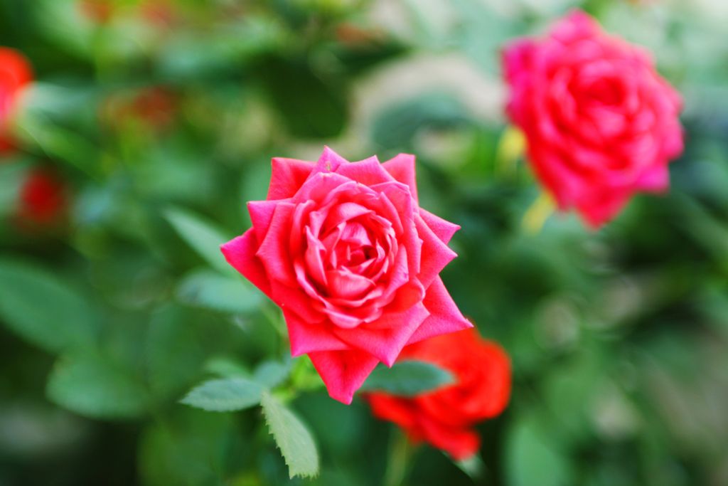 Nancy Ellen Sullivan Ray Profile Photo