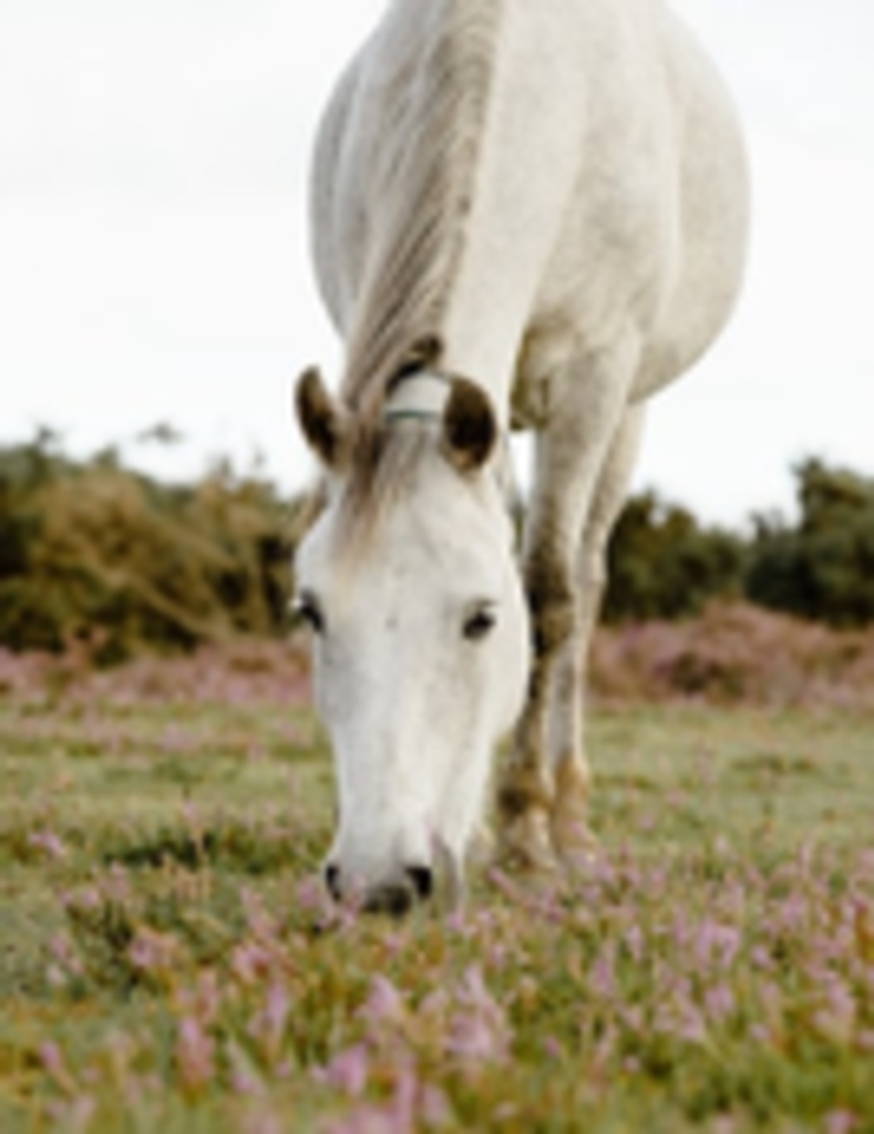Mrs. Nadine (Maynard) Espy Profile Photo