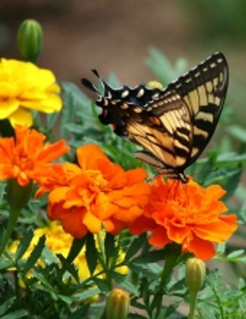 Ruby  Louise Korschgen