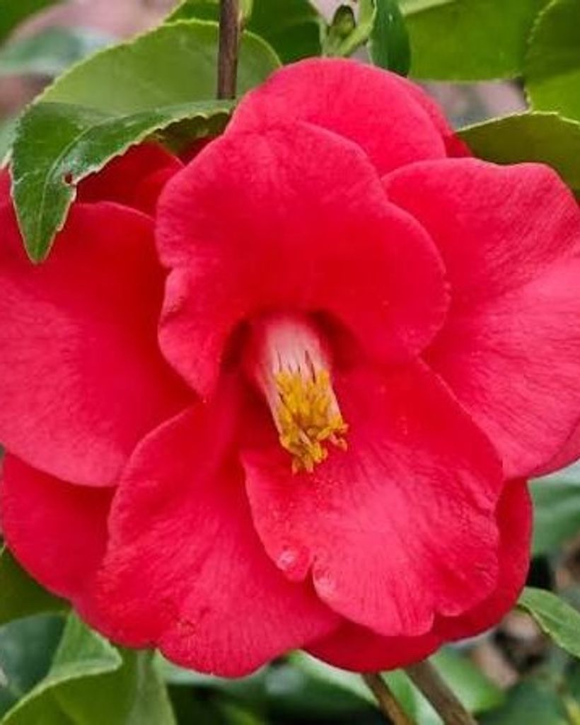 Patricia McGuinn Oxley Profile Photo