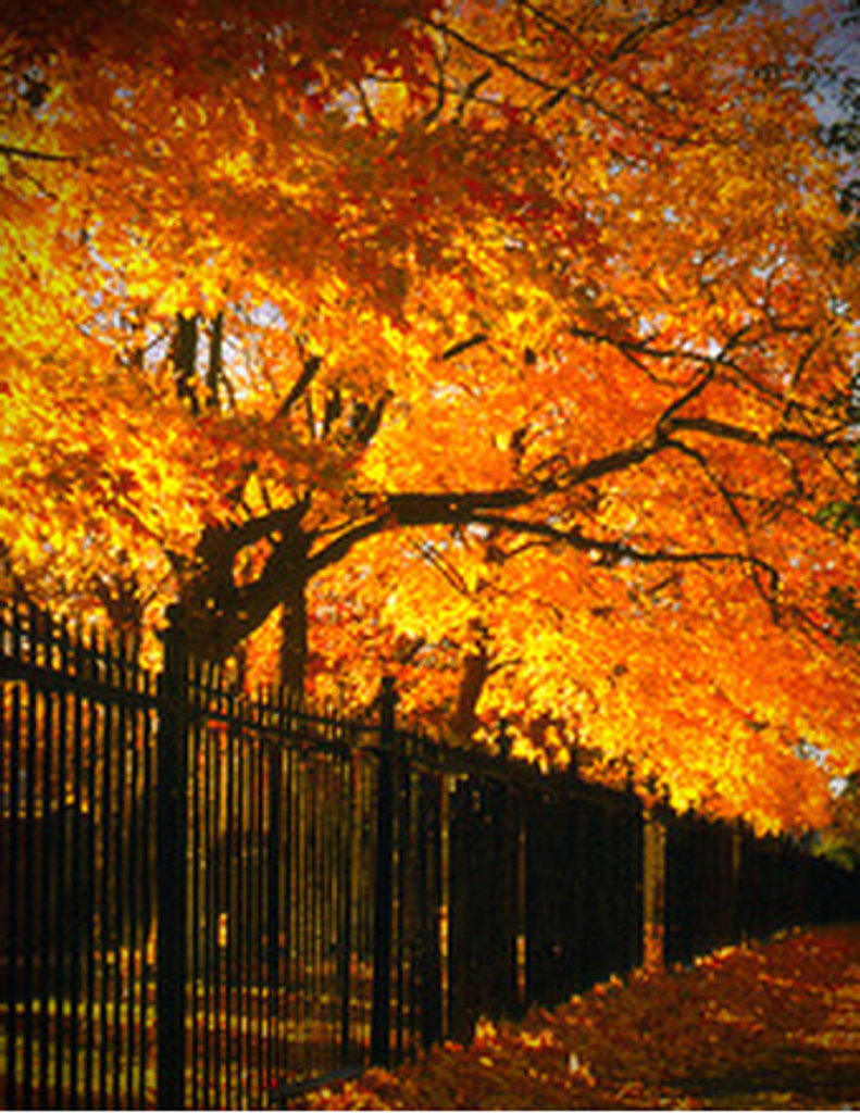 Joseph Elton Stell, Jr.