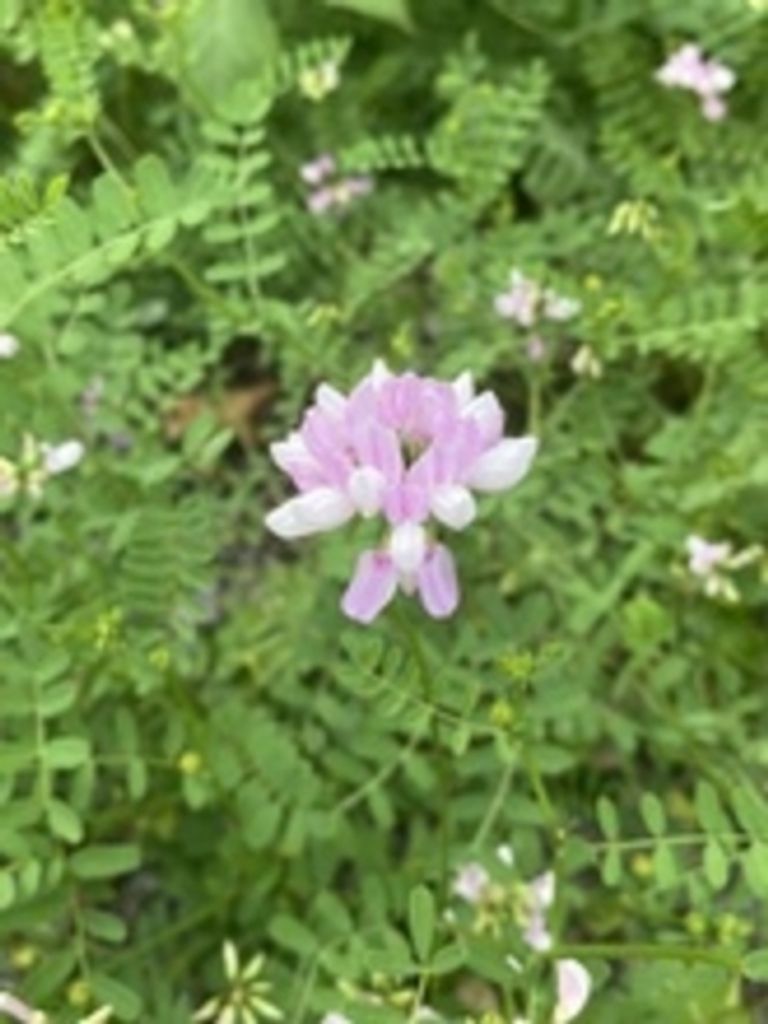 Denise Lee Partner Profile Photo