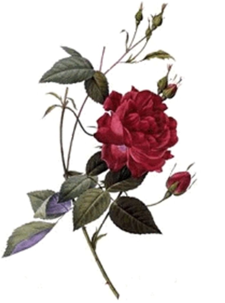 Dena Redger Smith Profile Photo