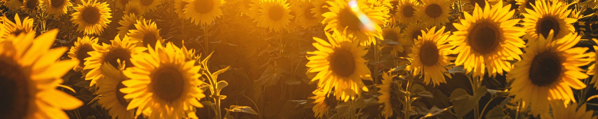 Cover for Carol Acker's Obituary