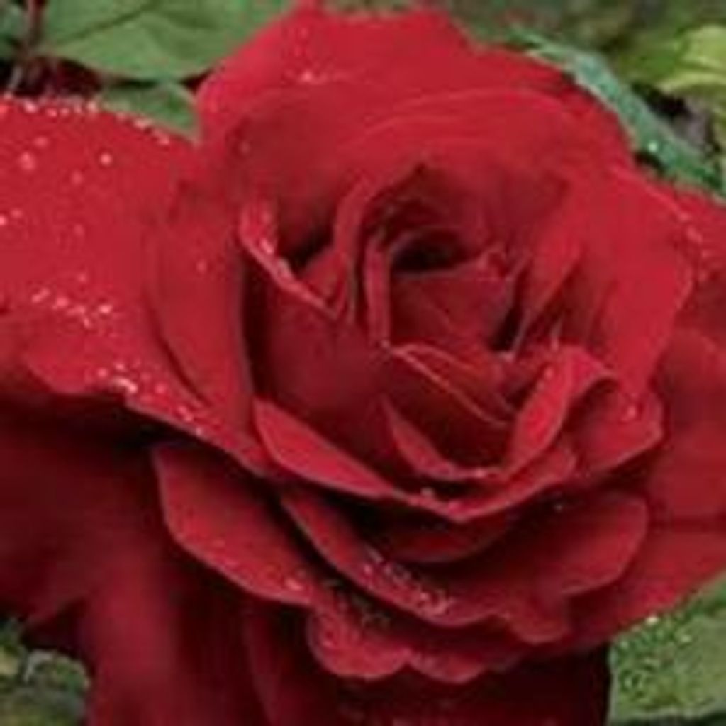 Jennie (Braddock)  Chalker