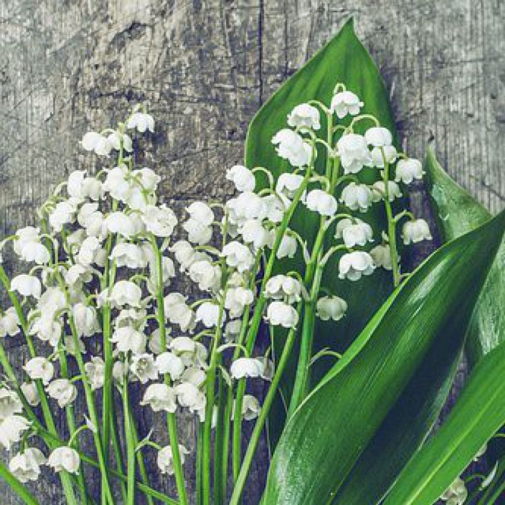 Janet Amelia Harper Profile Photo