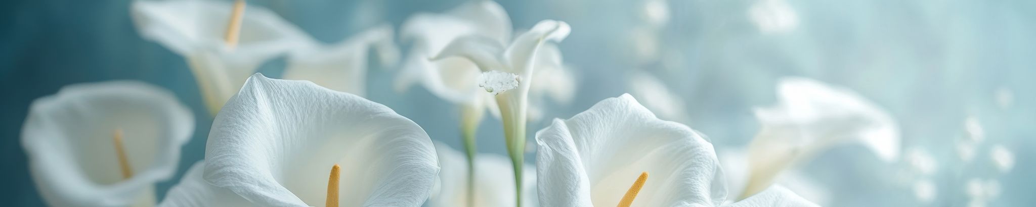Cover for Lauranetta Jackson's Obituary