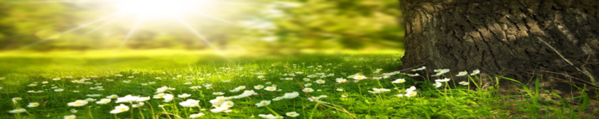 Cover photo for Lydia Theresa "Teri" O'Connor's Obituary