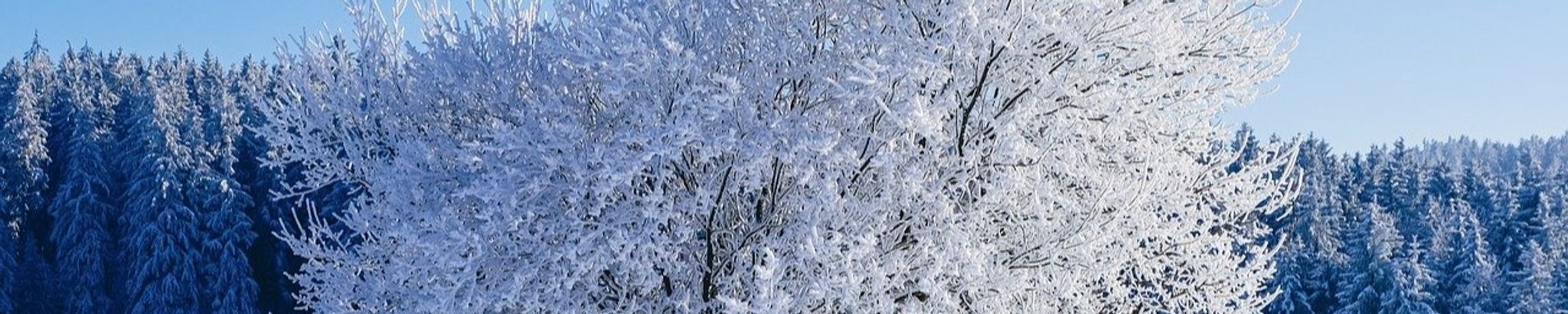 Cover for Nell Hoyt's Obituary