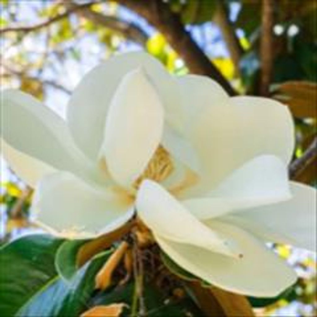 Toni C. Henson-Graham