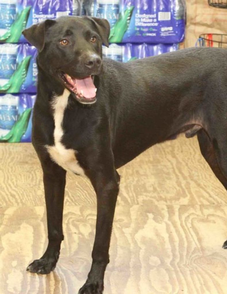 Slocum Fayette County Animal Rescue