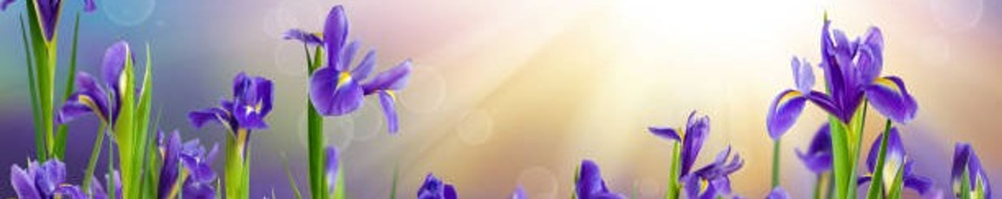 Cover photo for Adozinda Barbosa's Obituary
