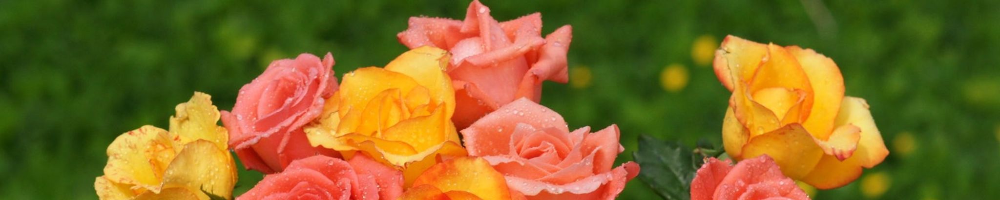 Cover photo for Bette Jo Stanich's Obituary