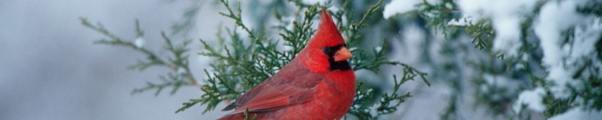 Cover for Barbara Sacco's Obituary