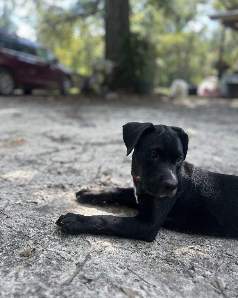 Bear Porter Profile Photo