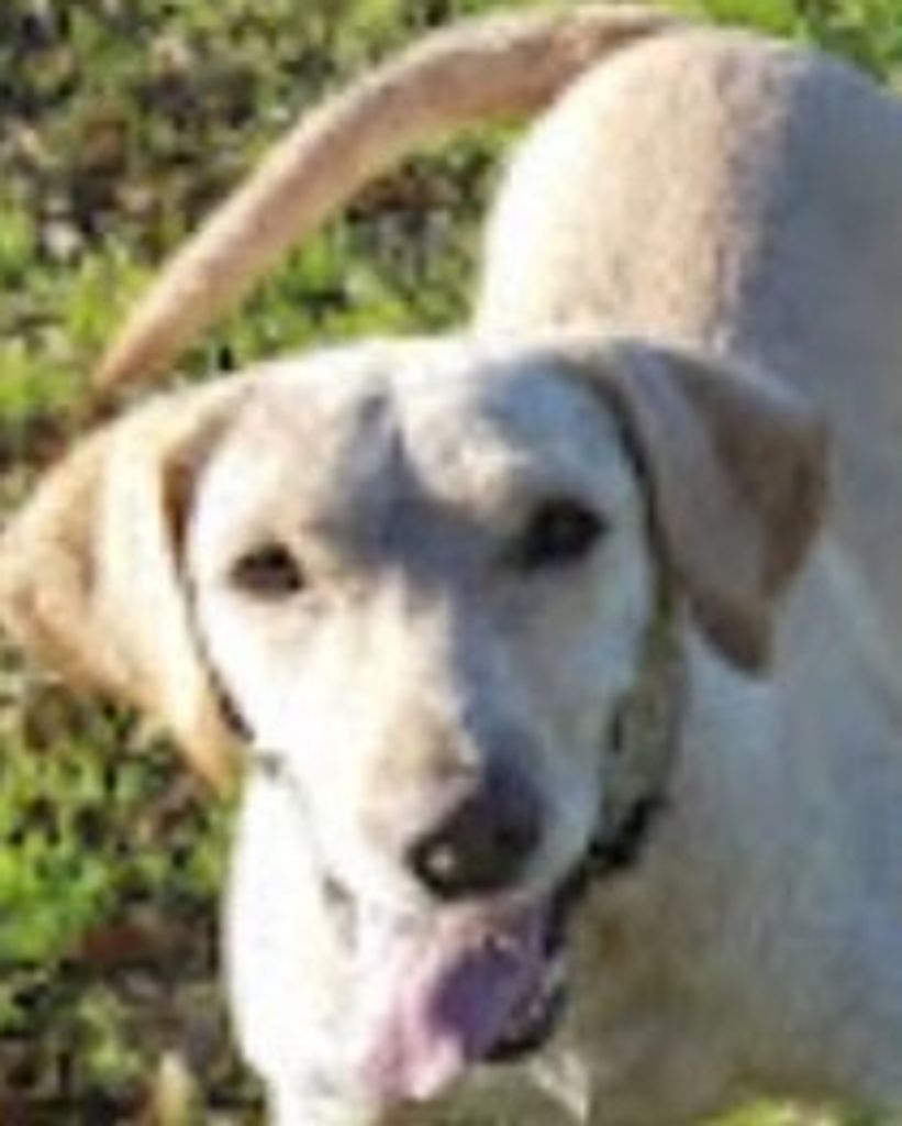 Holly Pamplin Profile Photo