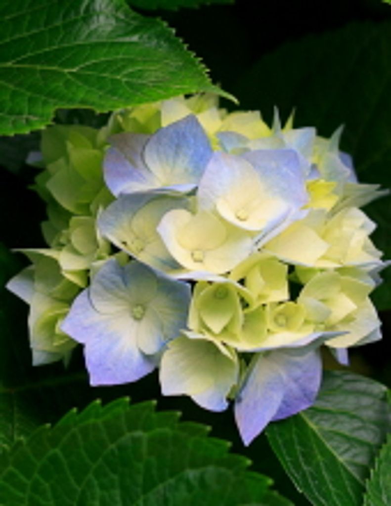 Patricia Ann Johnston