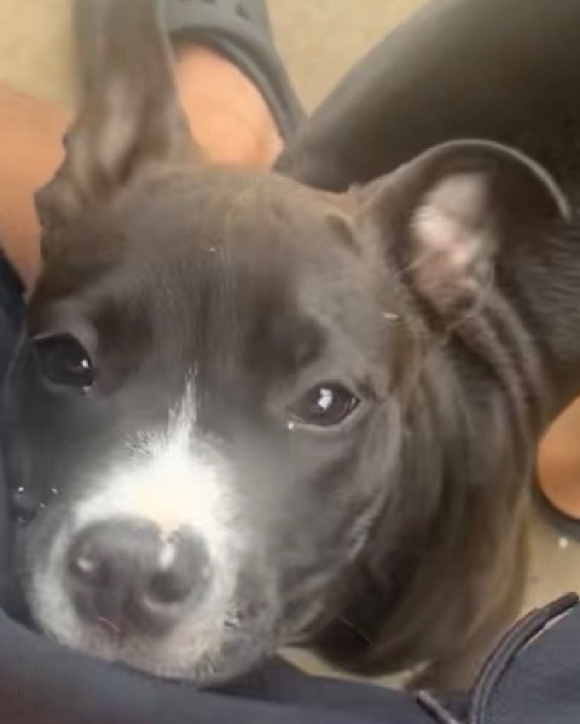 Ella O’Quin Profile Photo