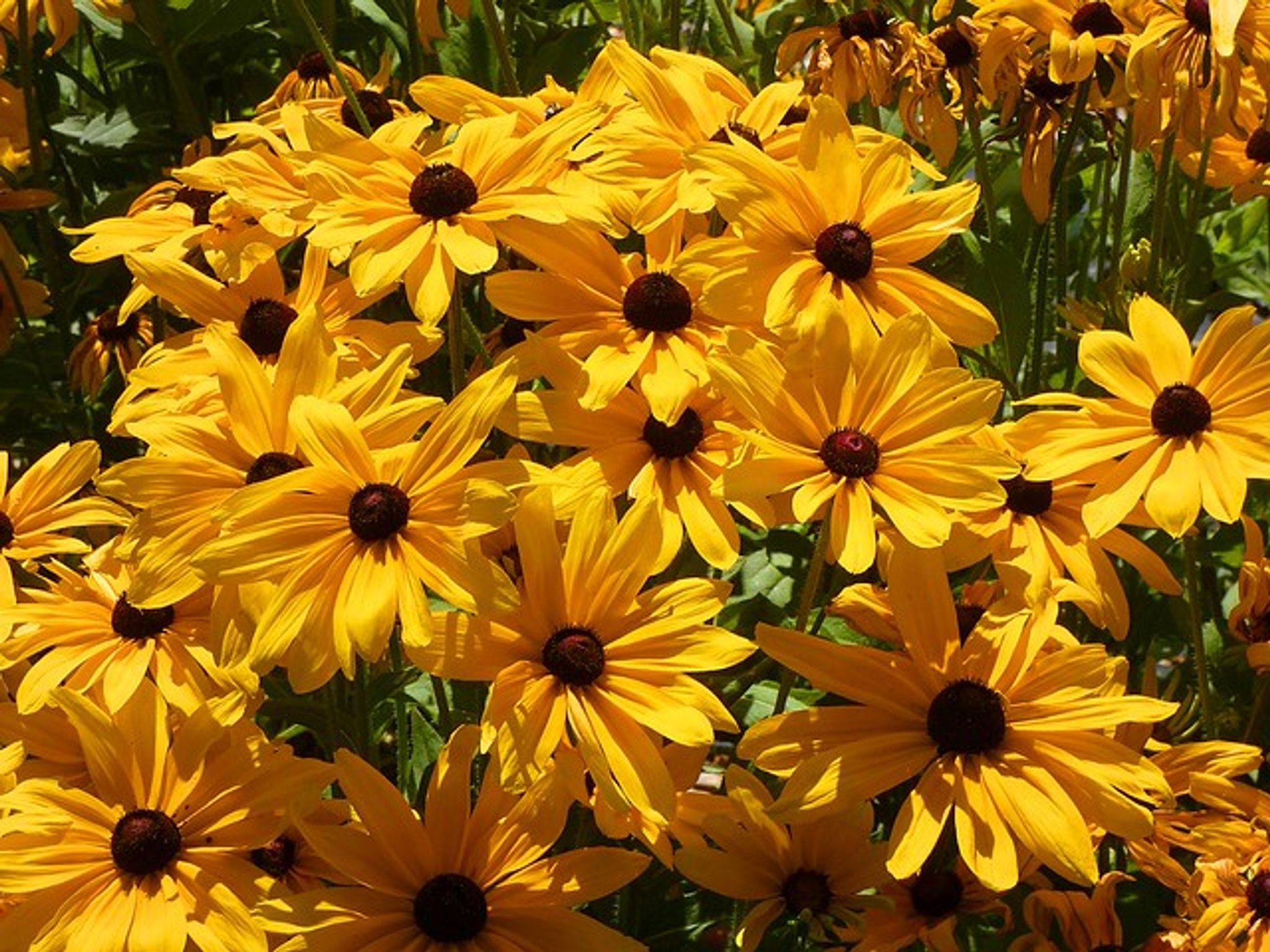 Cover for Joyce Lynn Williams's Obituary