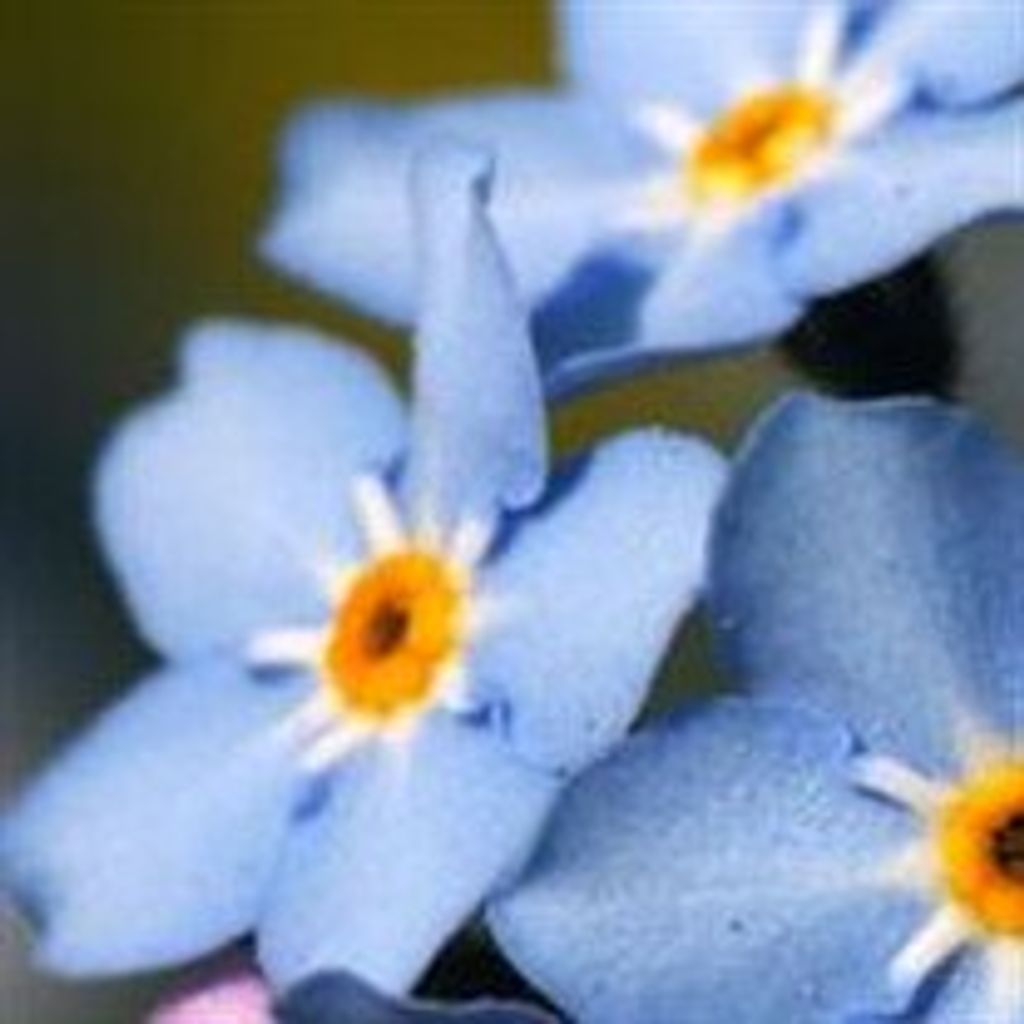 Leonard  Louis Lefkow