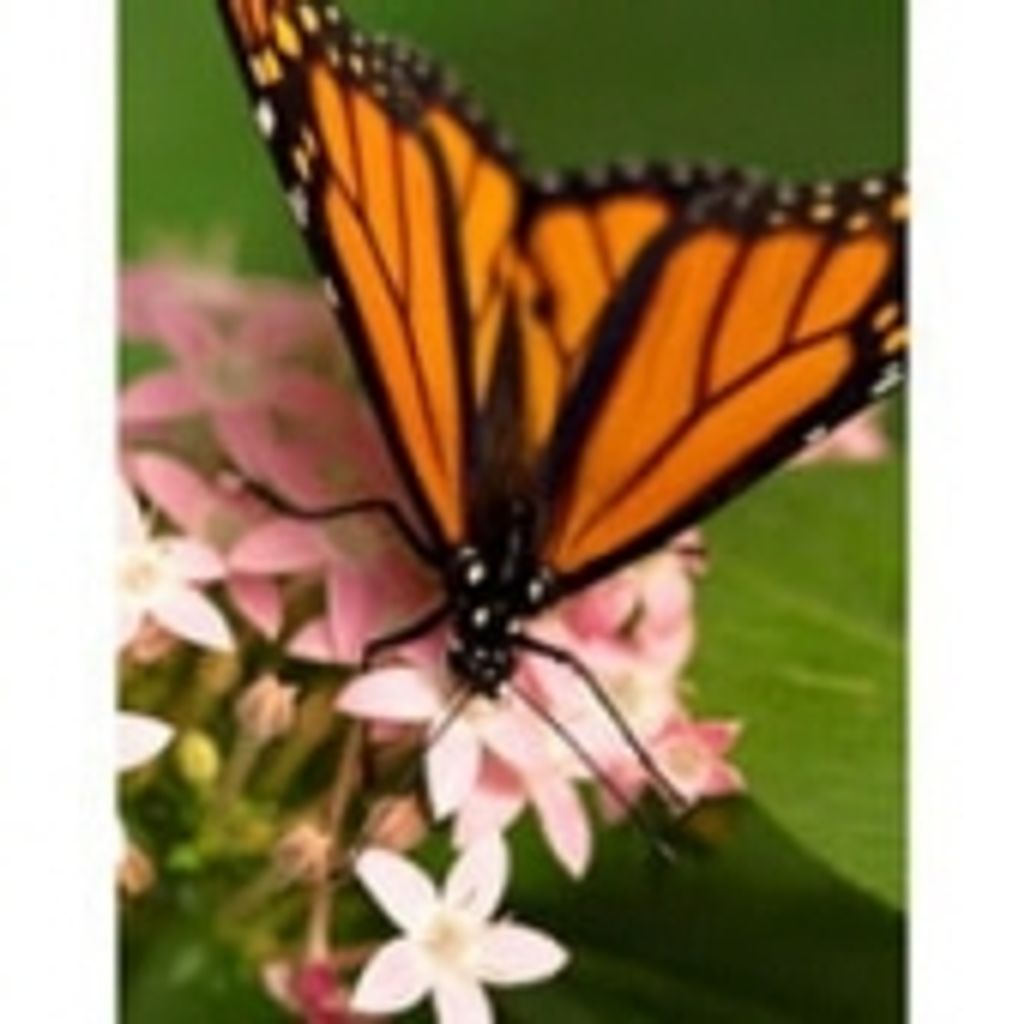 Deborah L. Smith Profile Photo