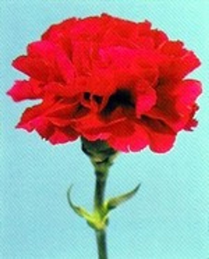 Deborah Koontz Profile Photo