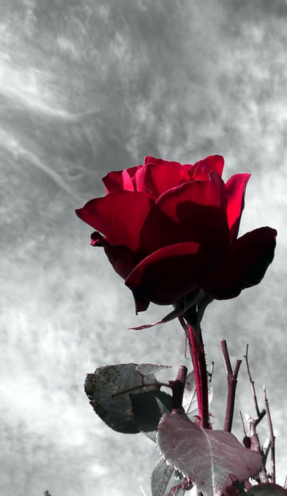 Sandra kay Rodgers Profile Photo