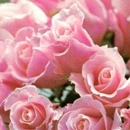 Ruth Syres Profile Photo