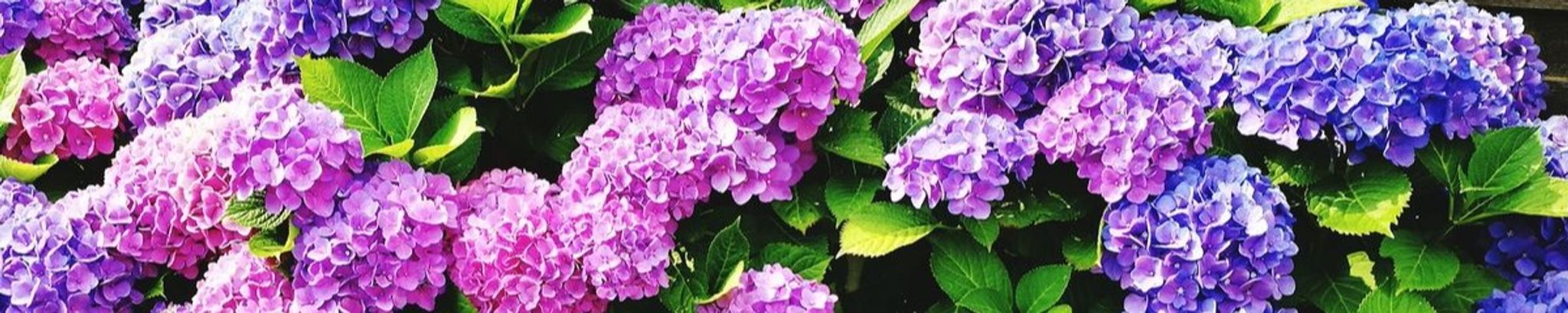Cover photo for Judi Gingery's Obituary