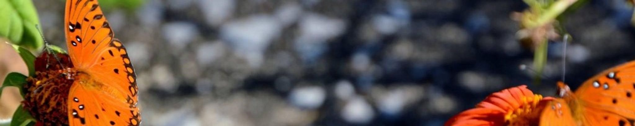 Cover for Garland Kemp's Obituary